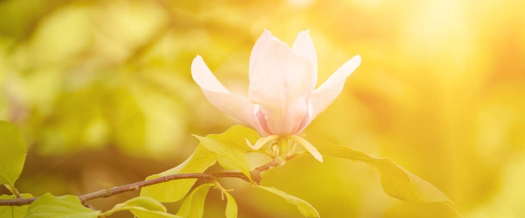 Santé mentale - Gestion du stress - Magnolia