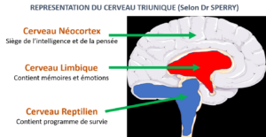 Cerveau-triunique-bichon2
