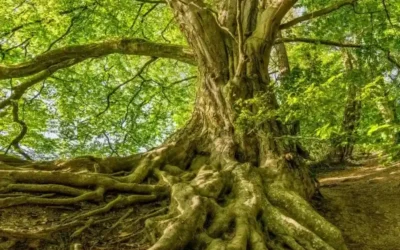 Ce que notre histoire familiale peut révéler, sur les schémas qui se répètent.